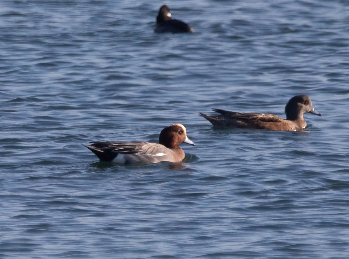 ヒドリガモ - ML647004565