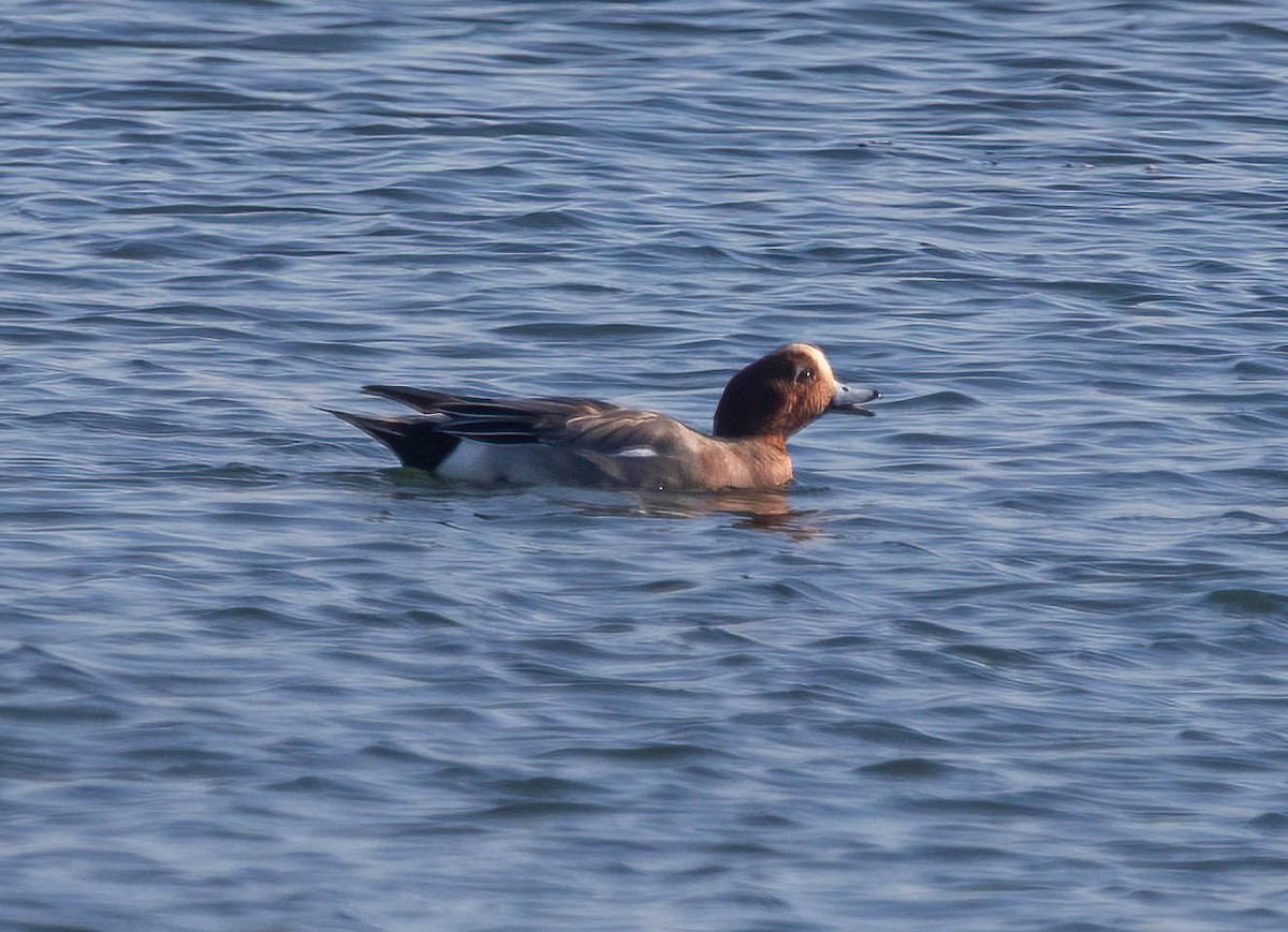 ヒドリガモ - ML647004566