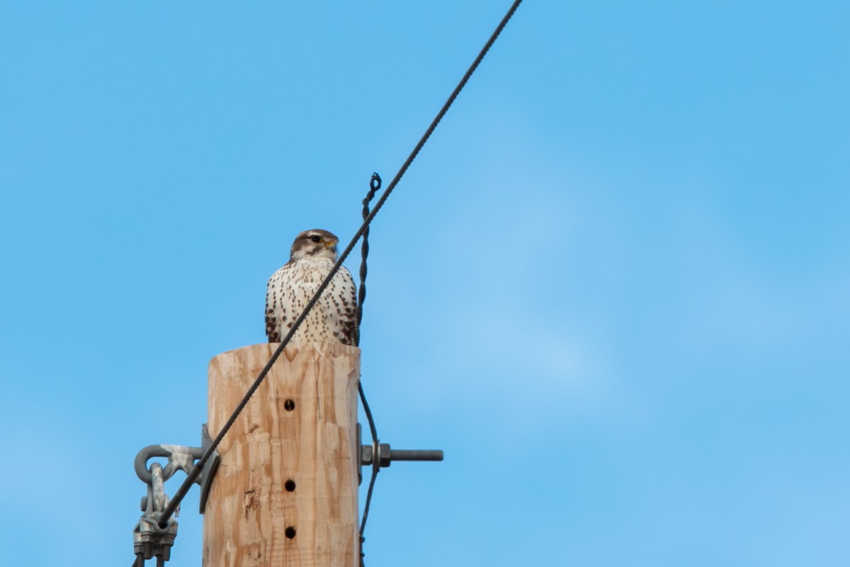 Prairie Falcon - ML647004568