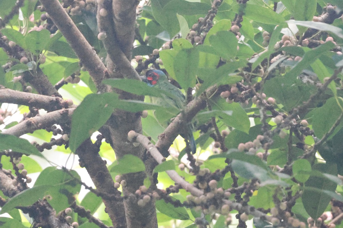 Black-eared Barbet - ML647004572