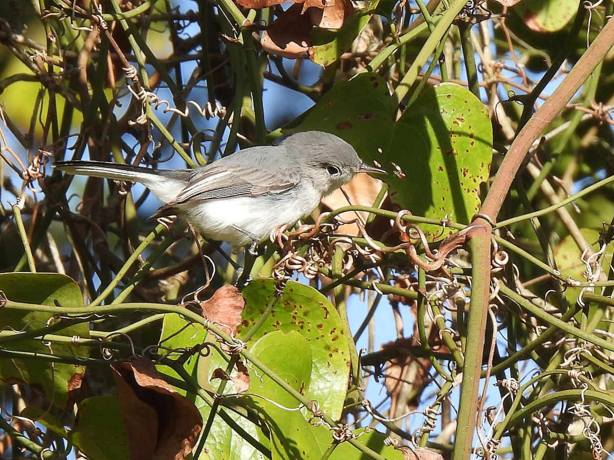 ברחשית כחלחלה - ML647004580