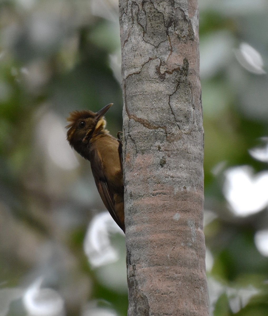 Tawny-winged Woodcreeper - ML647004581