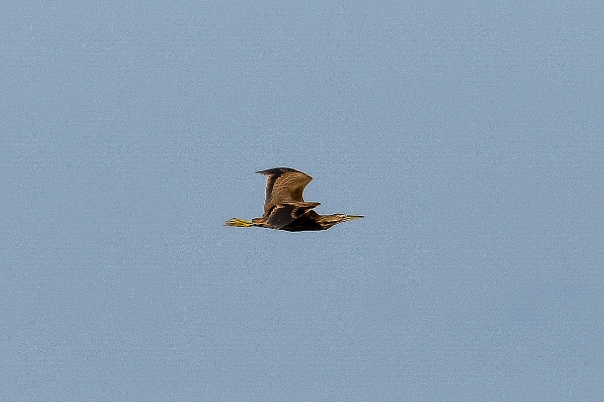 Avetoro Lentiginoso - ML647004582