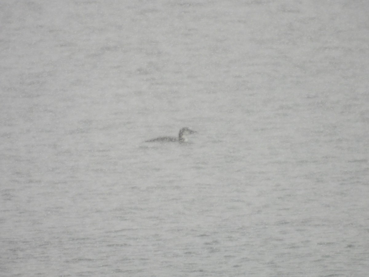 Möwe, unbestimmt - ML647004583