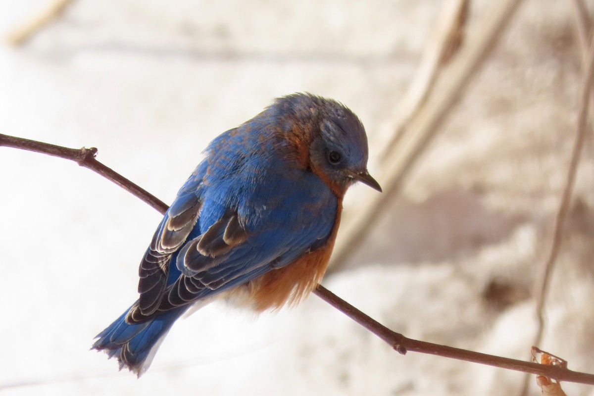 Eastern Bluebird - ML647004591