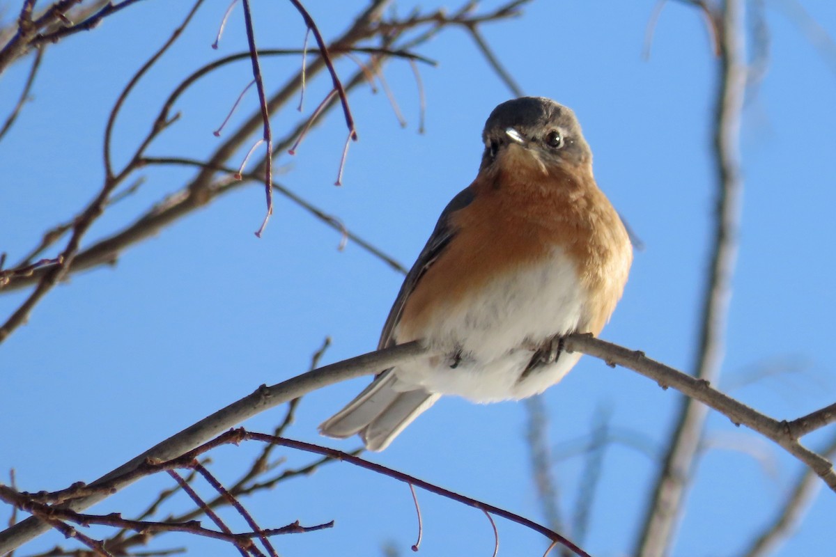 Eastern Bluebird - ML647004592