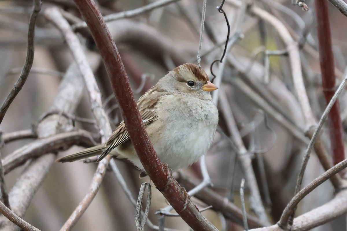 White-crowned Sparrow - ML647004593