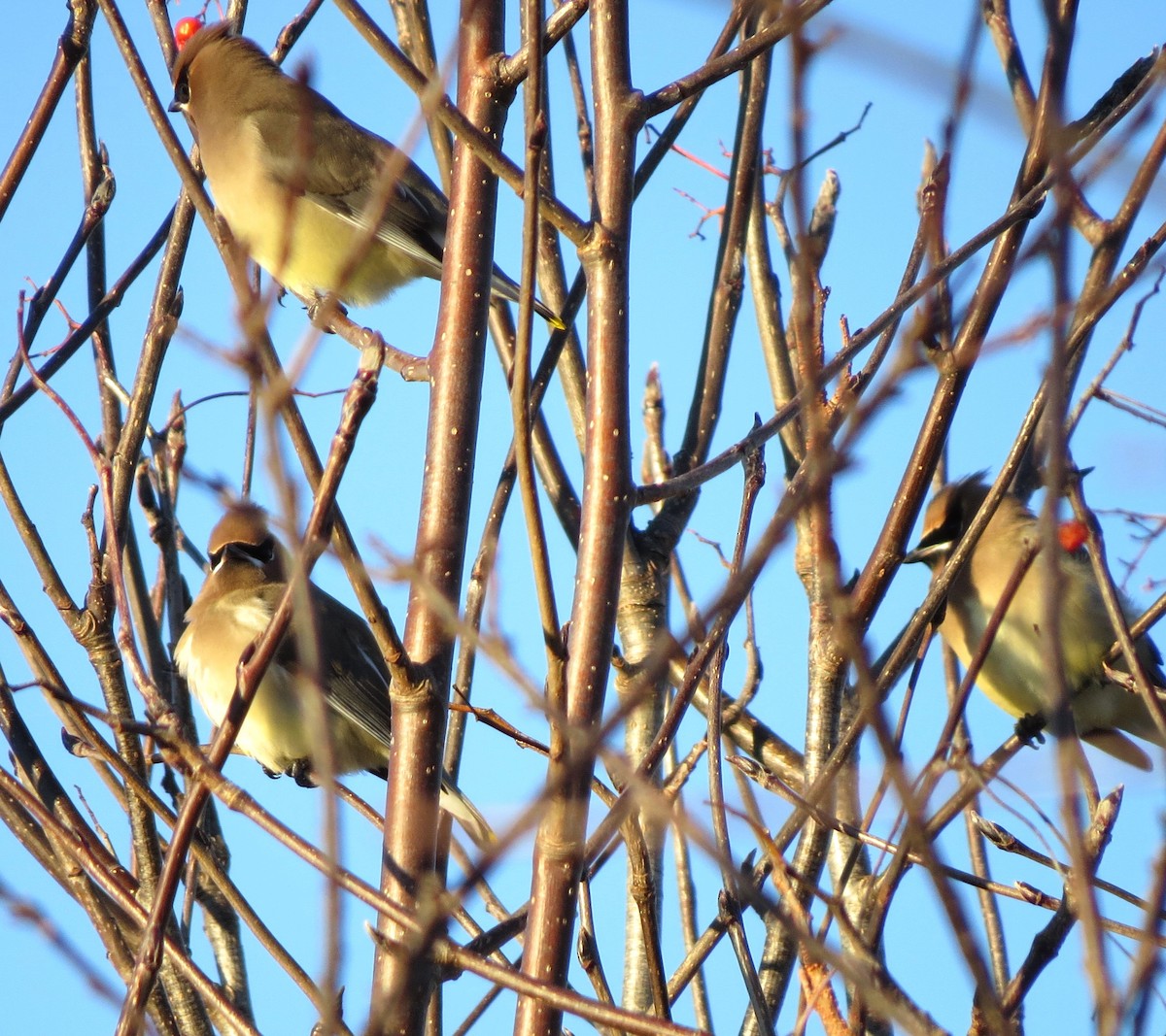 ヒメレンジャク - ML647004594