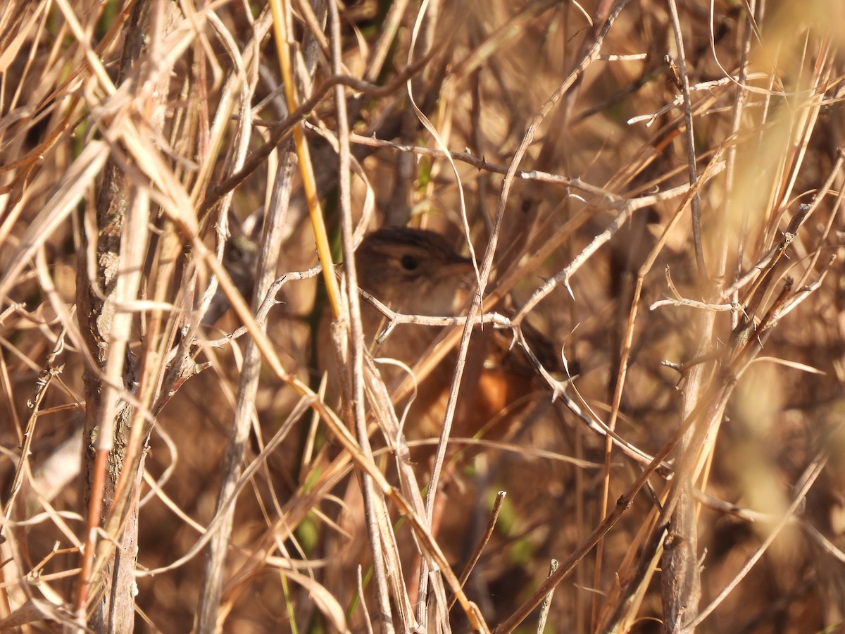 Sedge Wren - ML647004595
