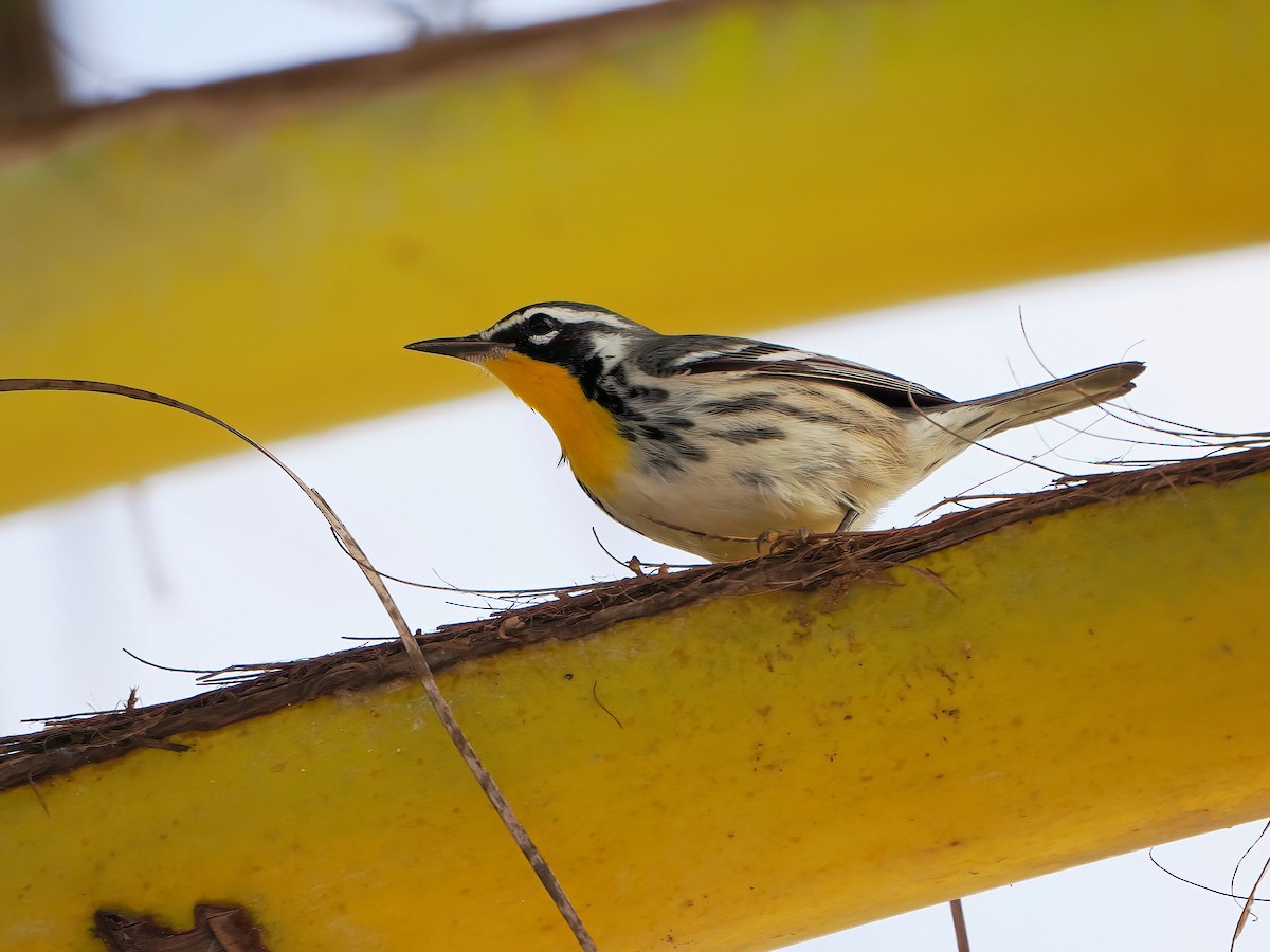 Yellow-throated Warbler - ML647004596