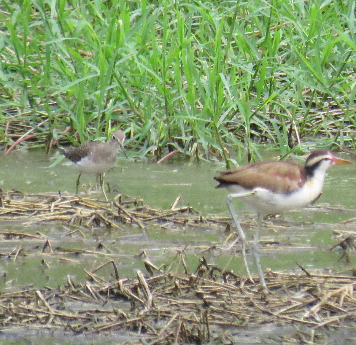 Solitary Sandpiper - ML647004597
