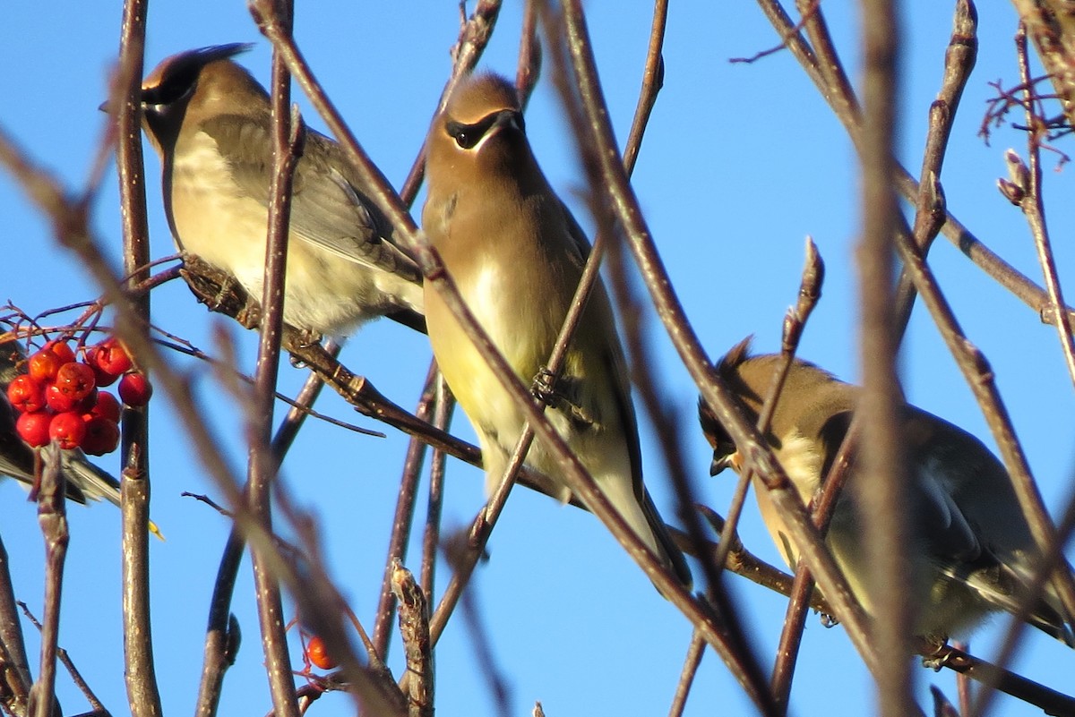 ヒメレンジャク - ML647004598