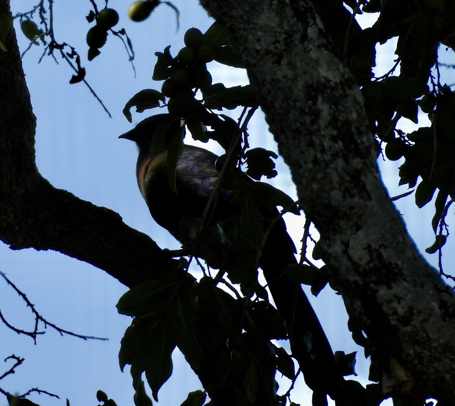 Purple-crested Turaco - ML647004599