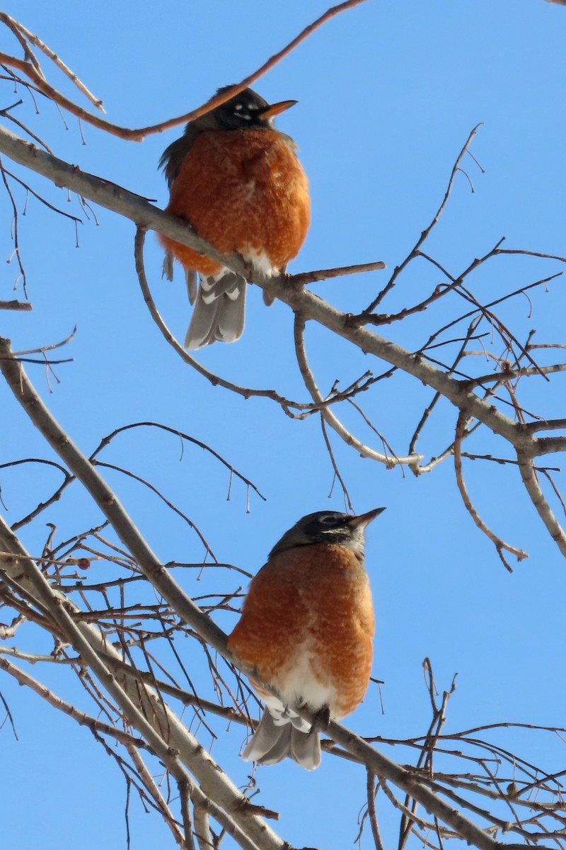 American Robin - ML647004600