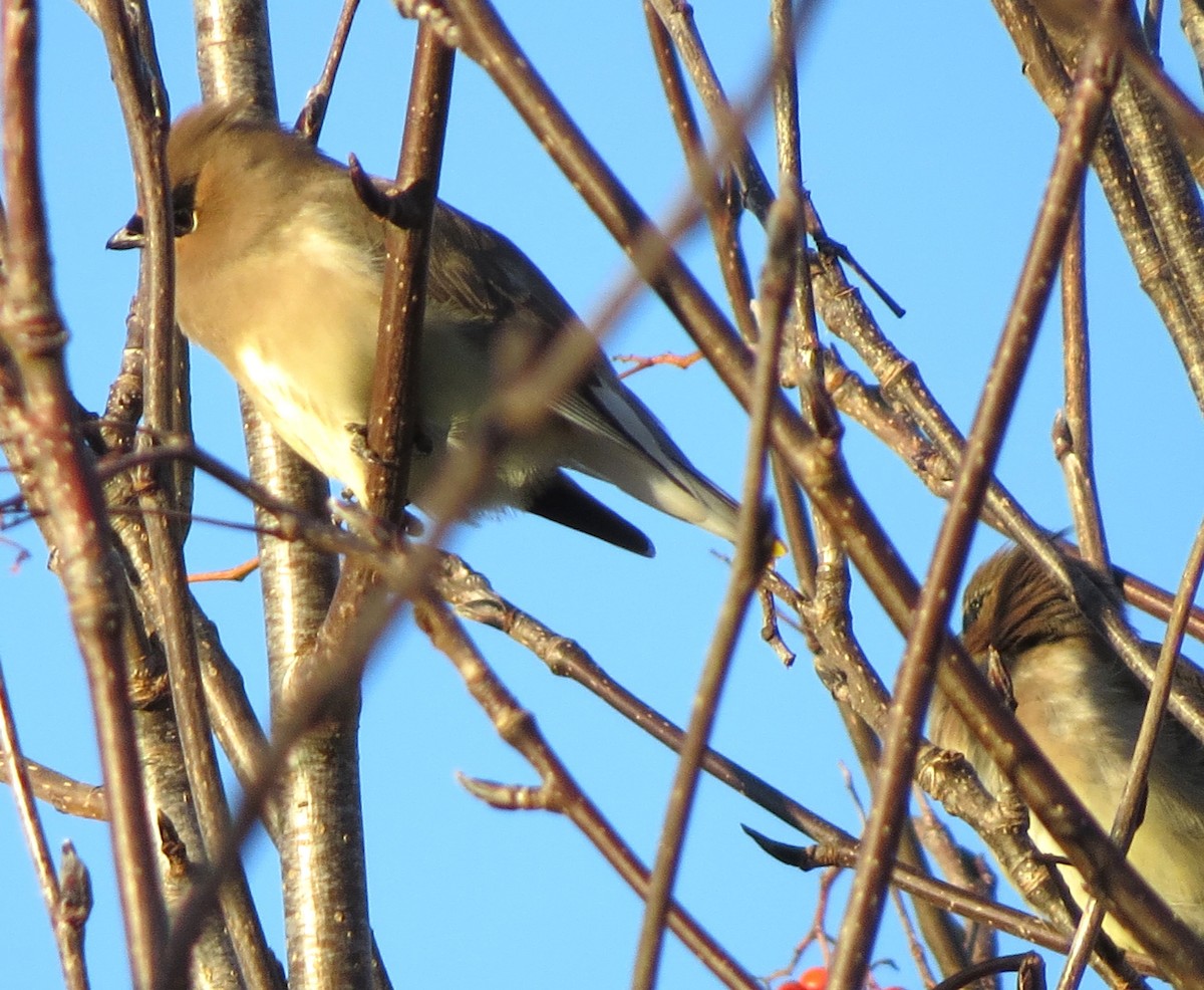 ヒメレンジャク - ML647004602