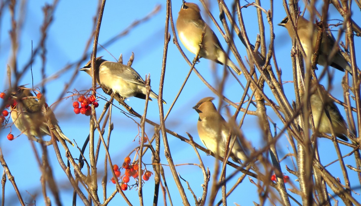 ヒメレンジャク - ML647004603
