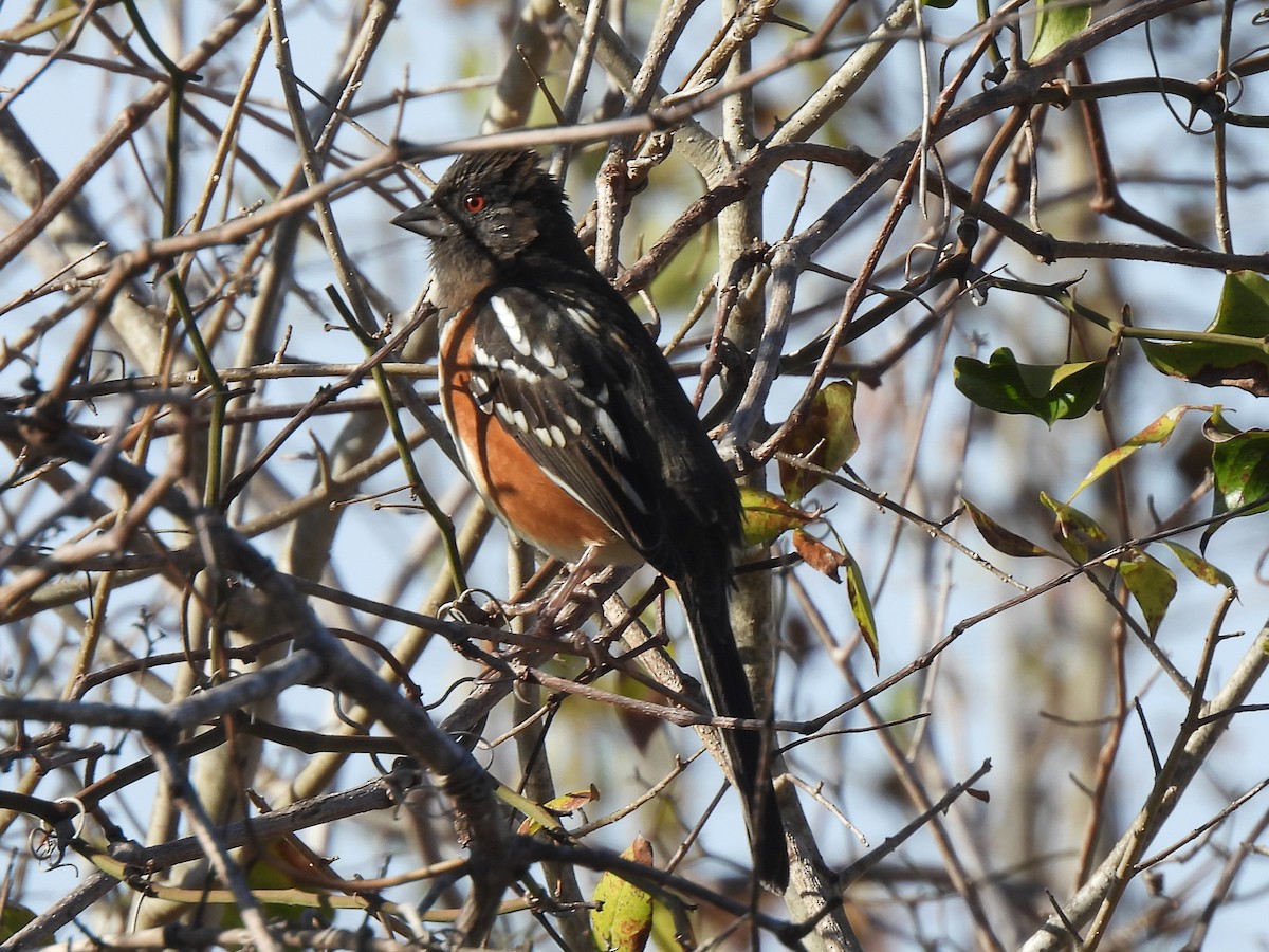 Spotted Towhee - ML647004605