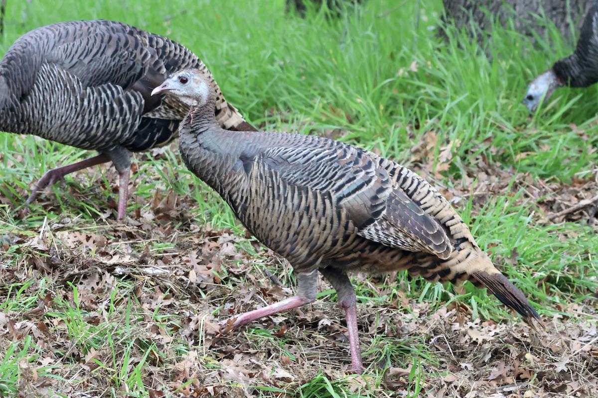 Wild Turkey - ML647004613