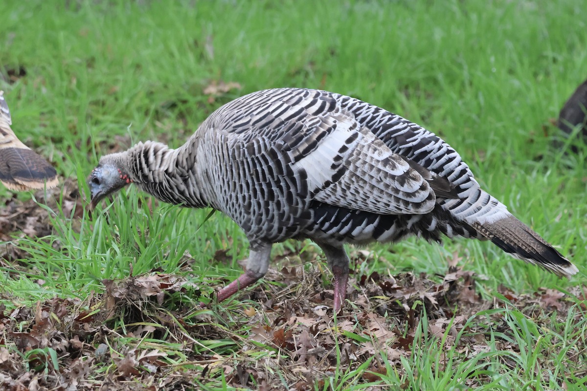 Wild Turkey - ML647004615