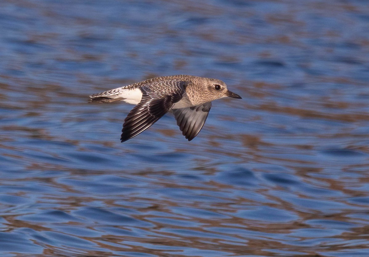 灰斑鴴 - ML647004618