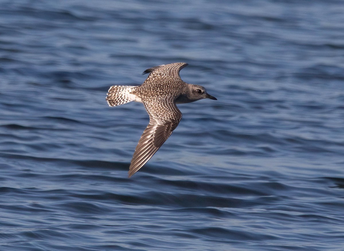 灰斑鴴 - ML647004619