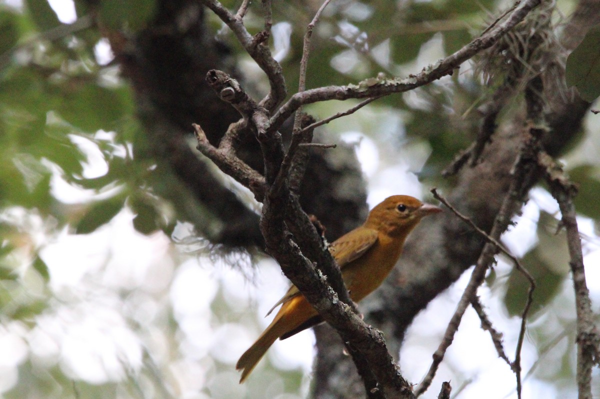 piranga ohnivá - ML647004622