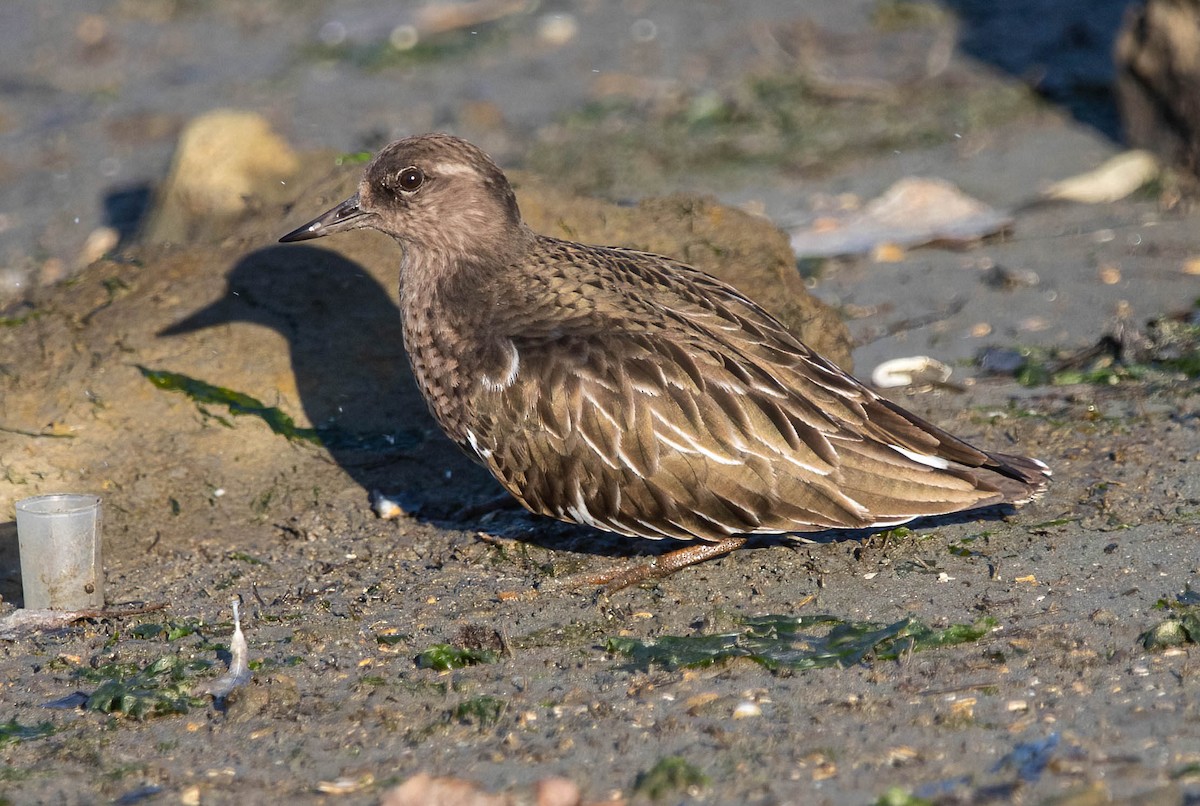 クロキョウジョシギ - ML647004628