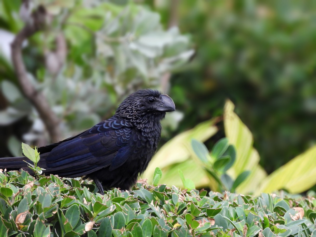 glattnebbani - ML647004631