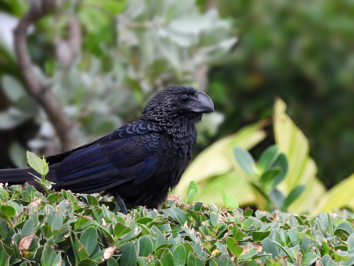 glattnebbani - ML647004632