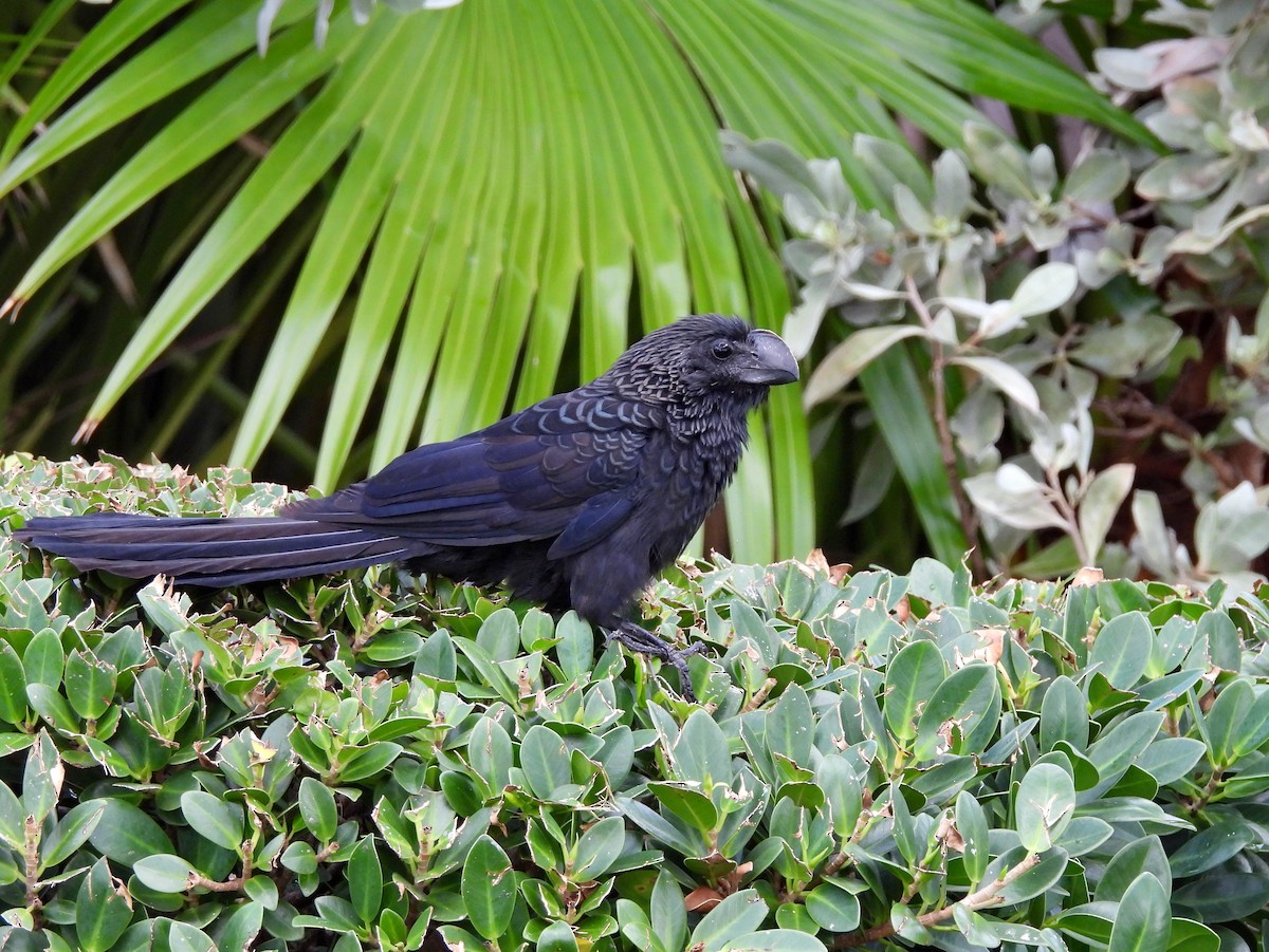 glattnebbani - ML647004634