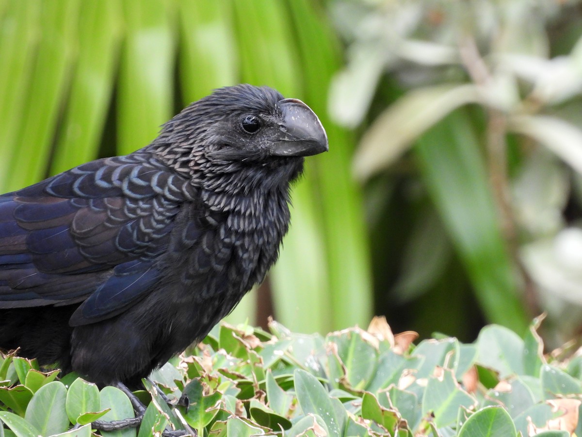 glattnebbani - ML647004635