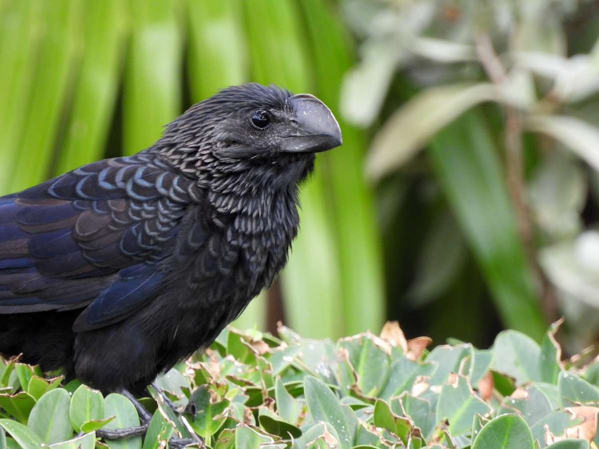 glattnebbani - ML647004636