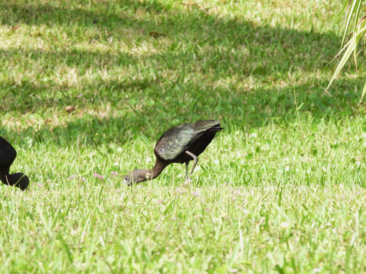 Коровайка бура - ML647004640