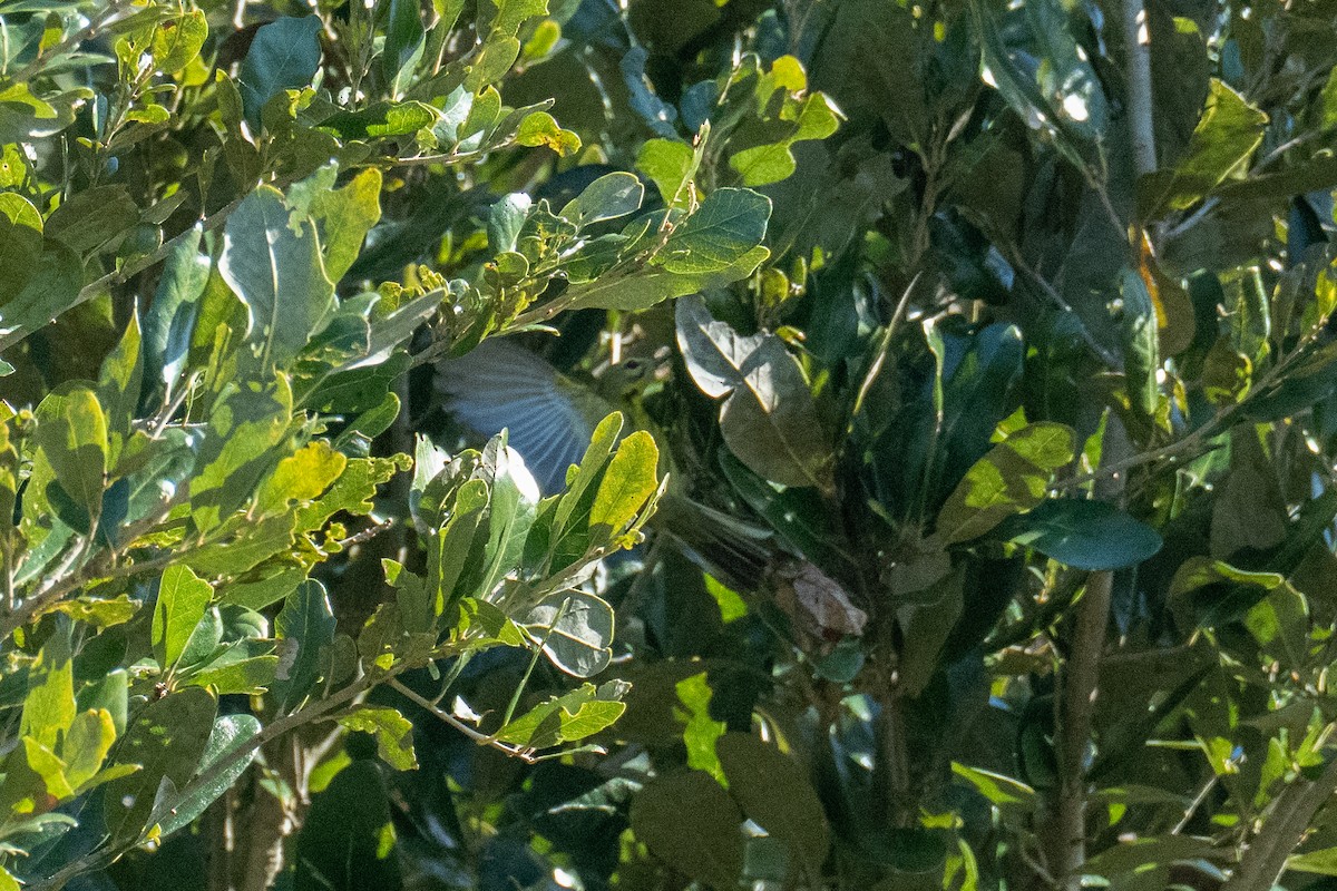 Пісняр-лісовик прерієвий - ML647004642