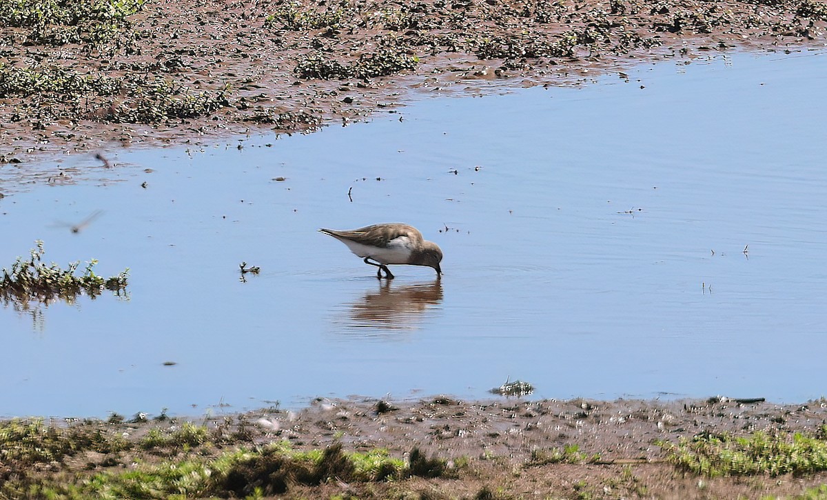 myrsnipe - ML647004650