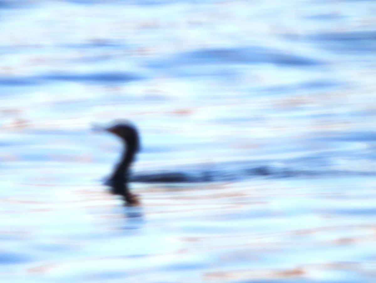 ミミヒメウ - ML647004653