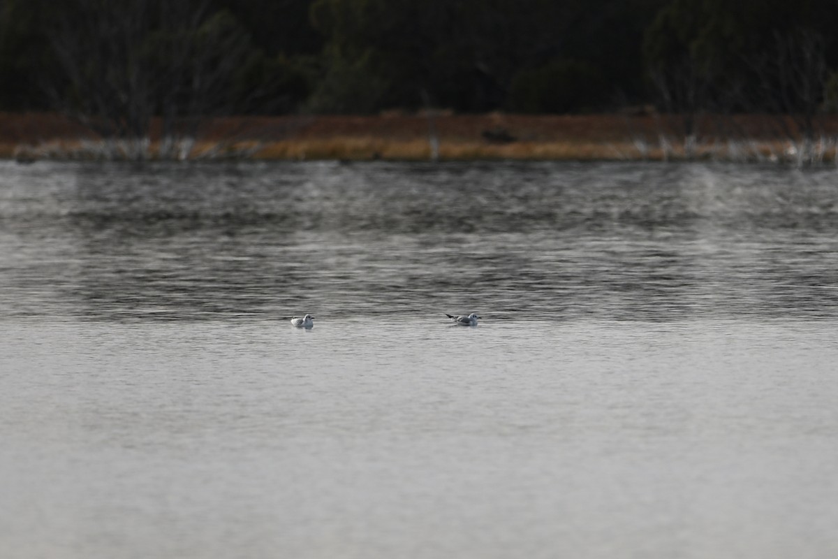 Bonaparte's Gull - ML647004655