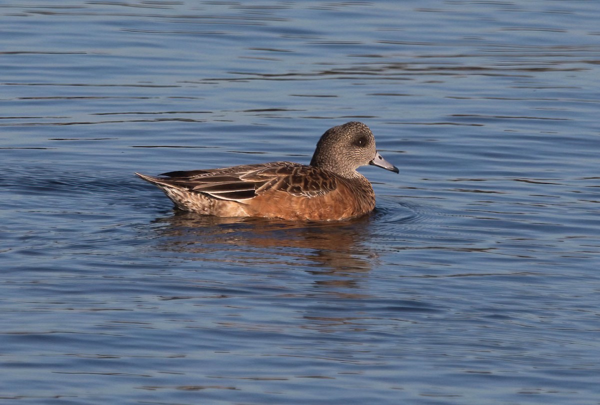 アメリカヒドリ - ML647004660