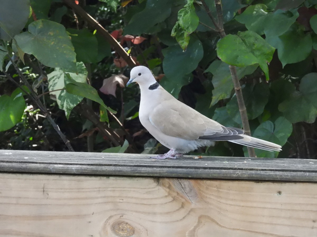 Горлиця садова - ML647004661