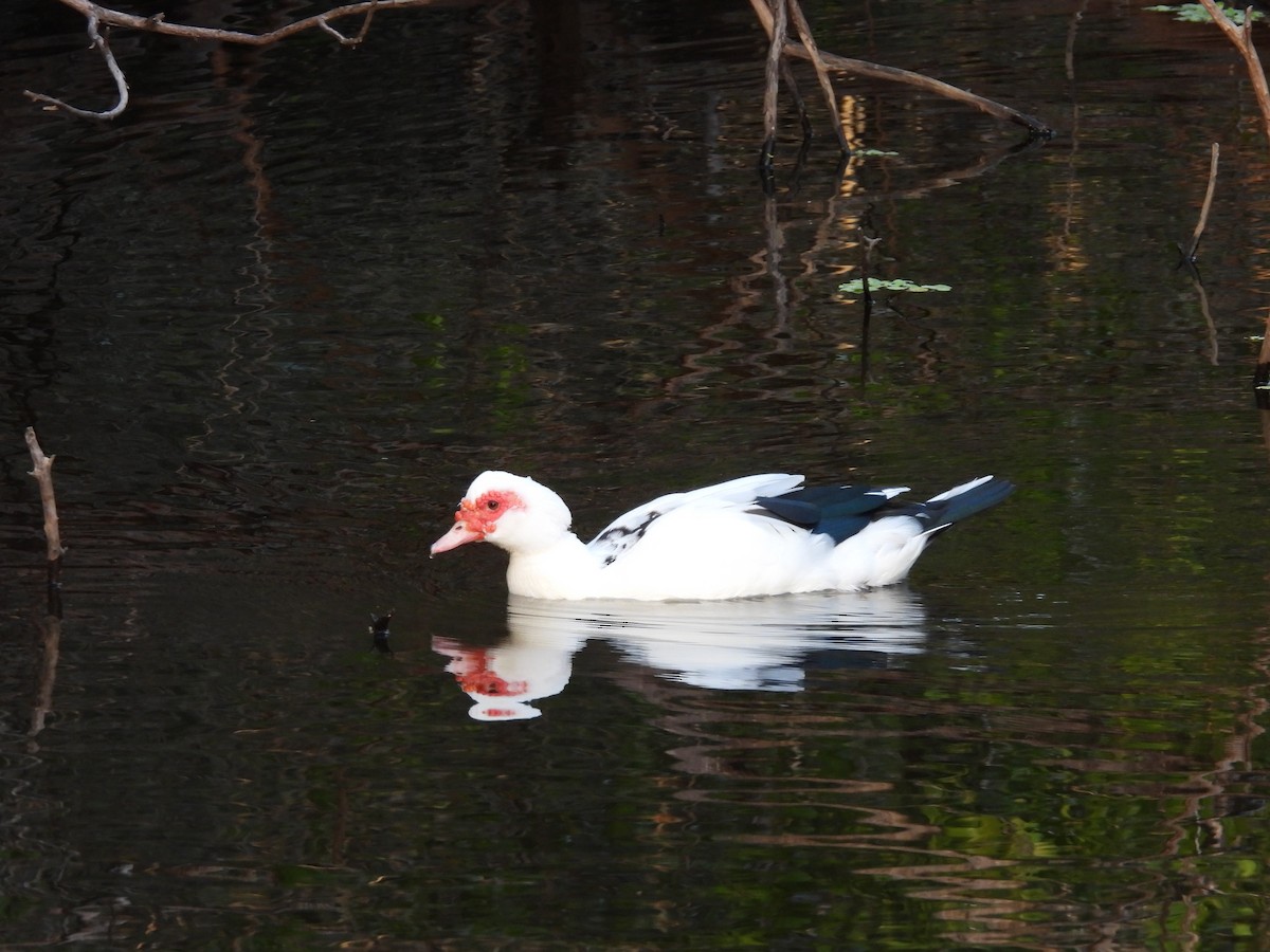 Качка мускусна (свійська) - ML647004667