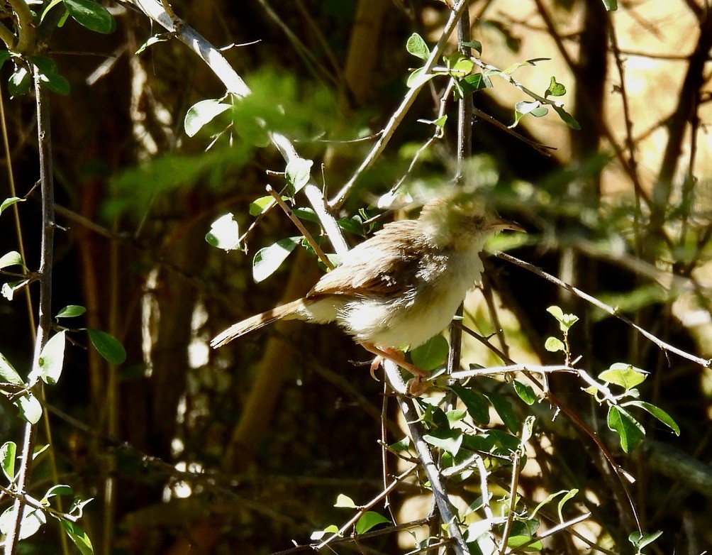 Rattling Cisticola - ML647004675