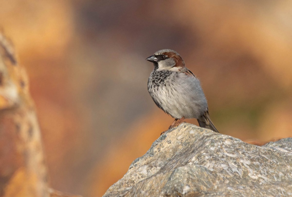 イエスズメ - ML647004685