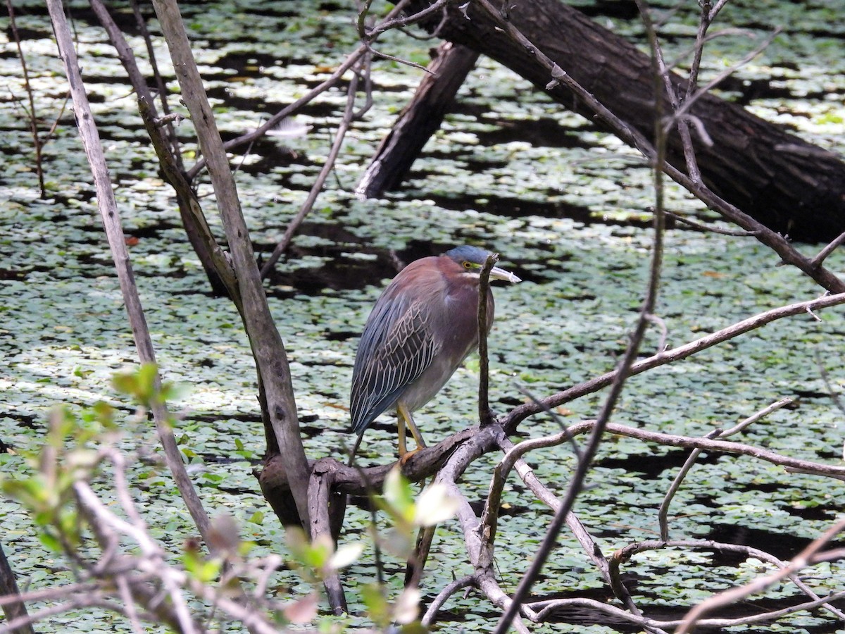 Чапля зелена - ML647004688