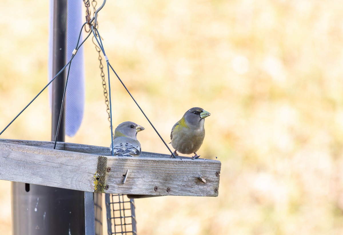 Picogordo Vespertino - ML647004689