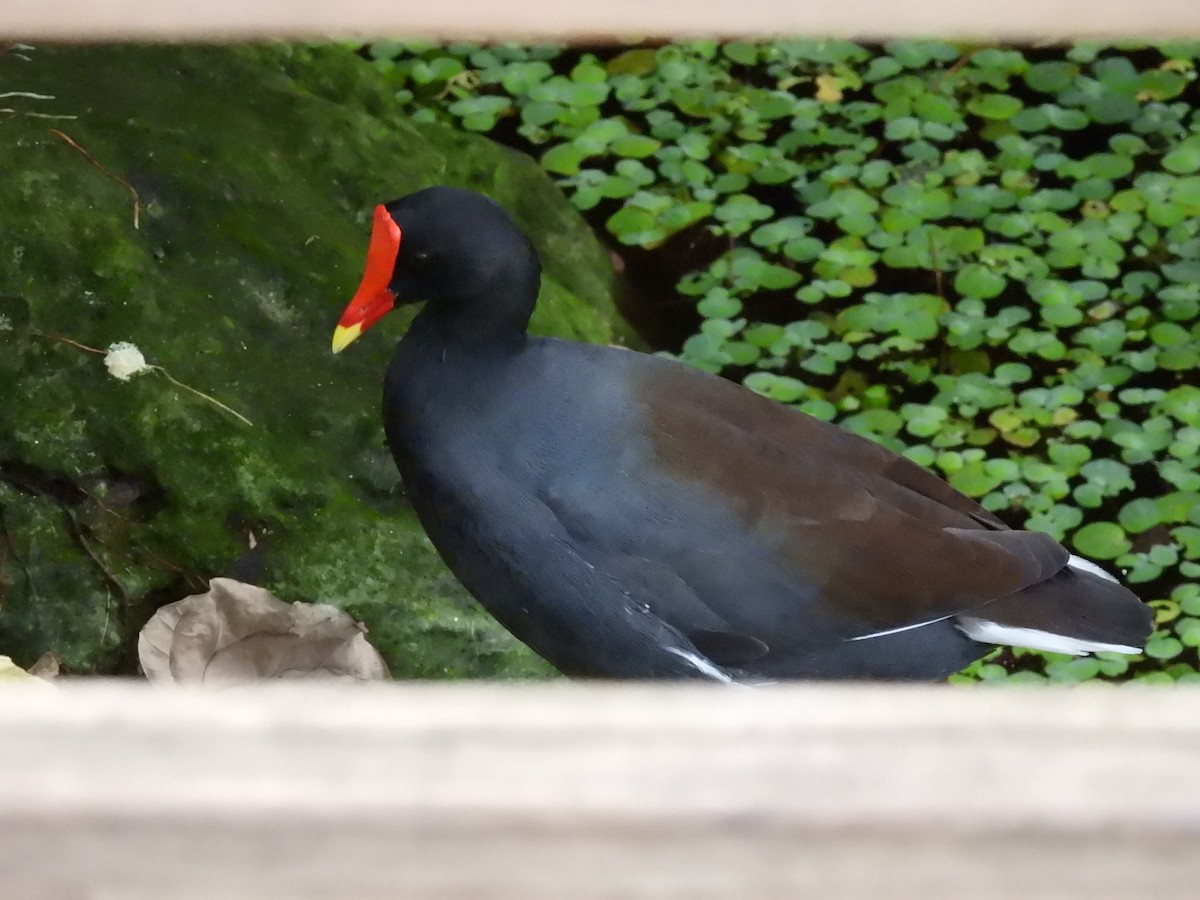 Курочка латиноамериканська - ML647004702