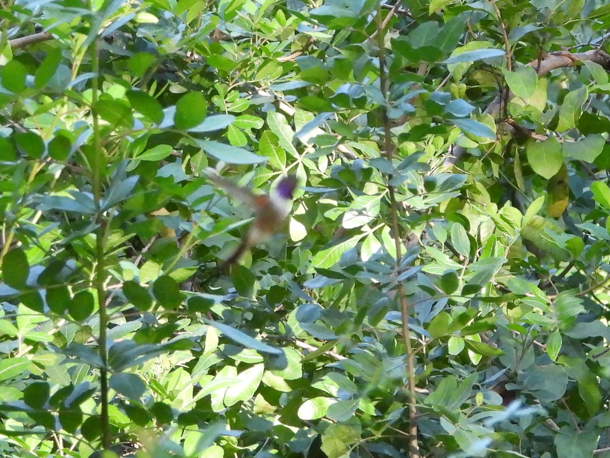 Колібрі-аметист багамський - ML647004707