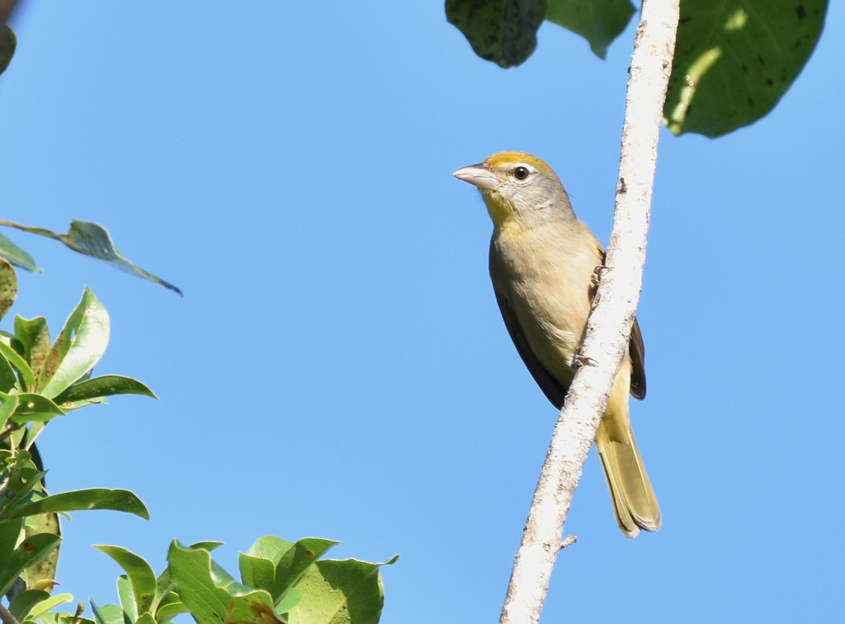 Rose-throated Tanager - ML647004708