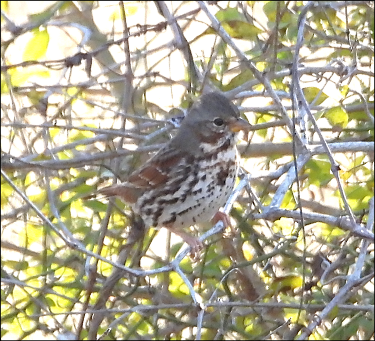 strnadec kaštanový - ML647004714