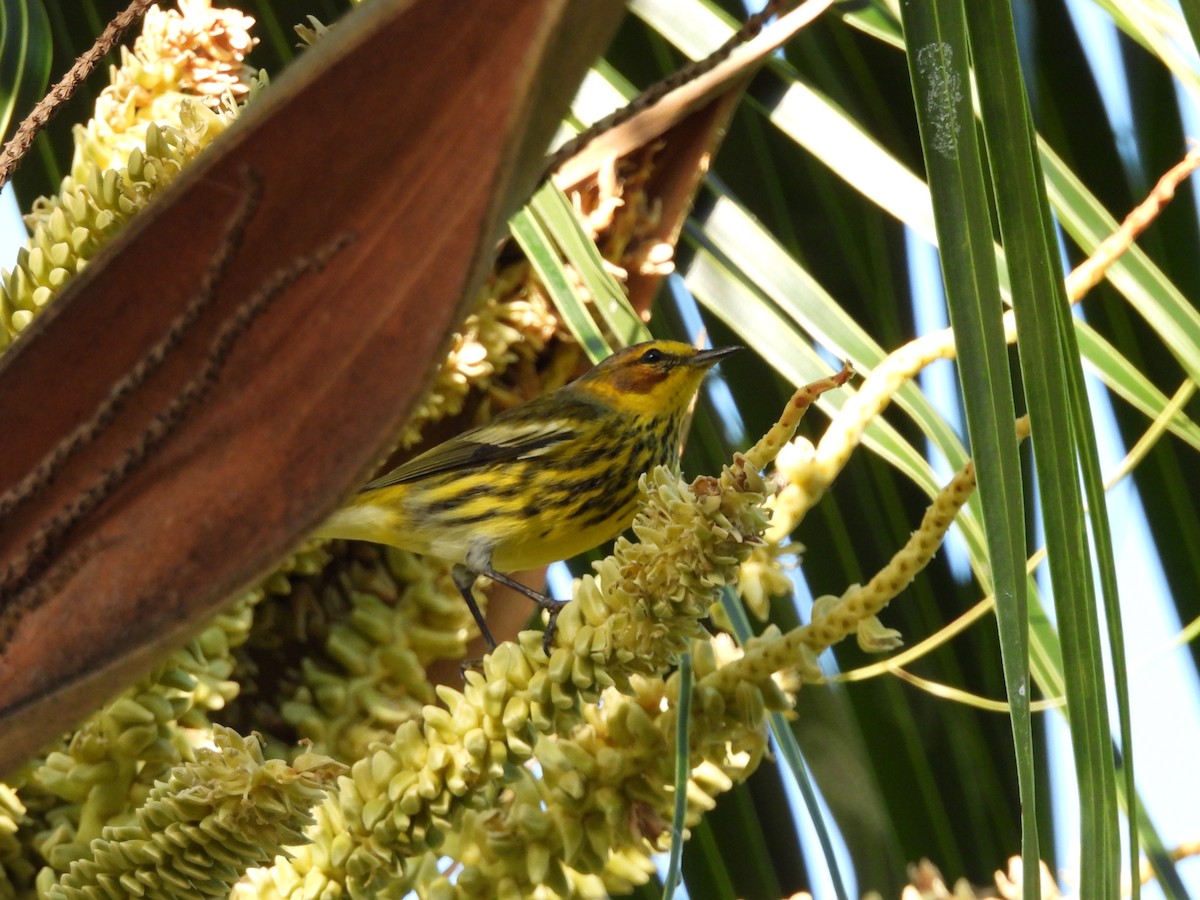 Пісняр-лісовик рудощокий - ML647004717