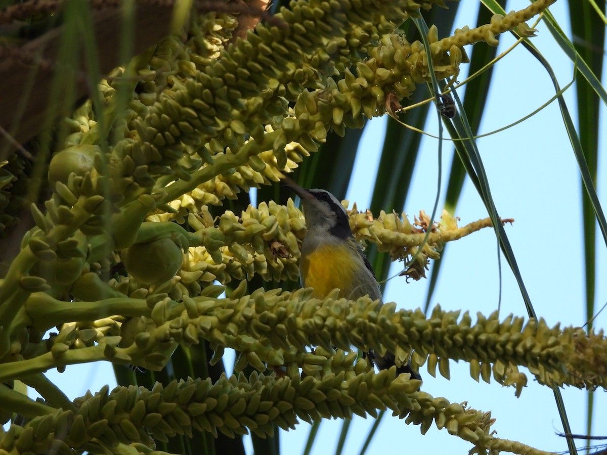 Цереба - ML647004718